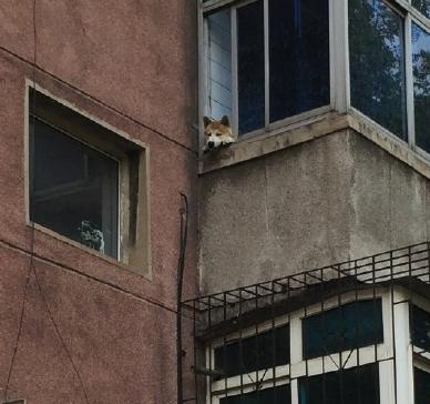 经典哥：女神生个孩子容易嘛！2015.08.18