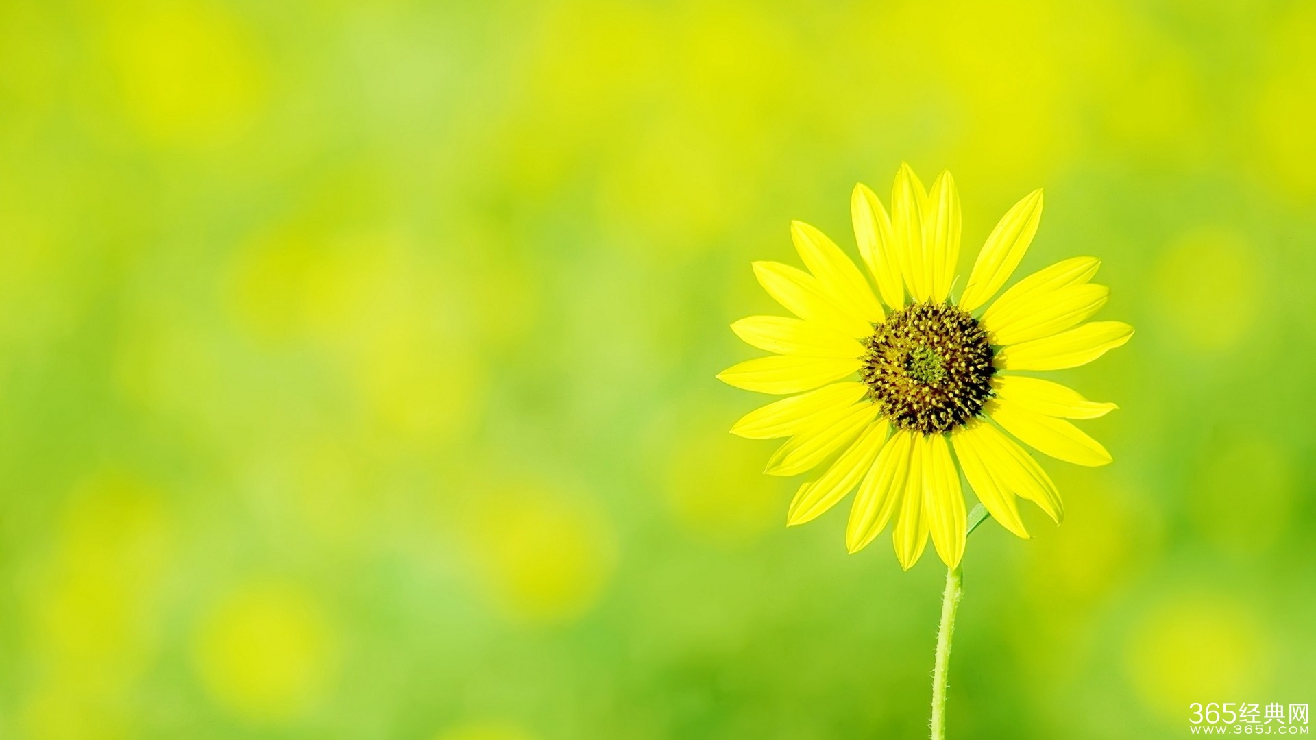 毕业5年，我是如何做到月薪从1900到50000