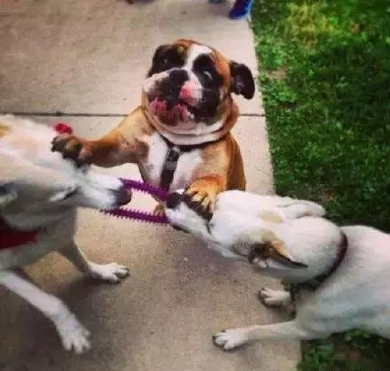 经典哥：今天你们秀恩爱了吗？2015.08.20