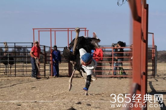 王太利骑鸵鸟