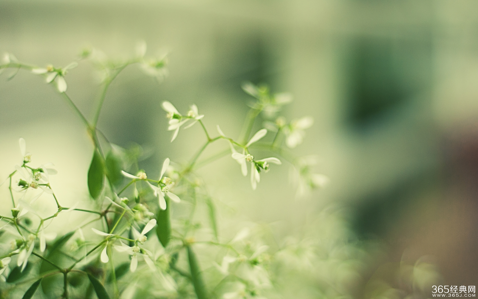 芳草萋萋,梦转星移