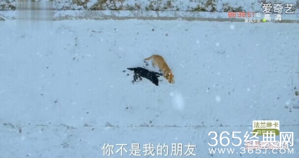 神犬小七第20集剧情介绍
