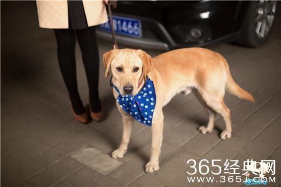 神犬小七中的指南针是什么犬种