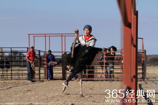 王太利骑鸵鸟