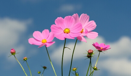 不是每种花都能结果,但每种花都有自己的花季
