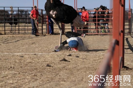 王太利骑鸵鸟