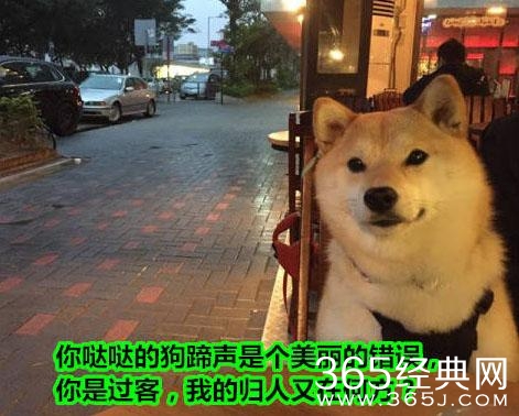 经典哥：小样有种捡银行的钱试试！2015.08.21