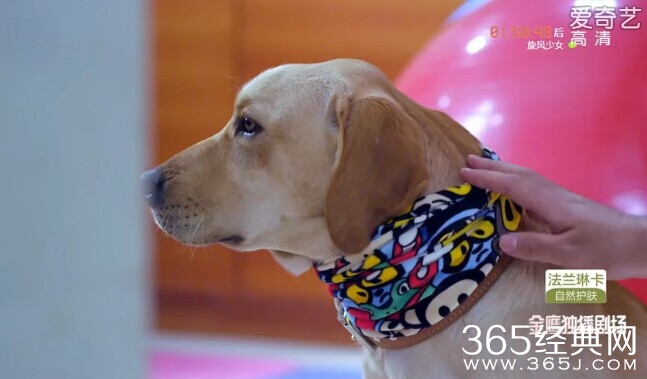 神犬小七第32集剧情介绍