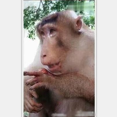 经典哥：我看到了它的眼泪！2015.08.28