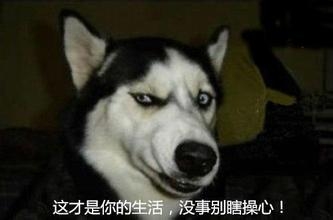 经典哥：我看到了它的眼泪！2015.08.28