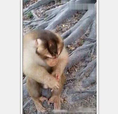 经典哥：我看到了它的眼泪！2015.08.28