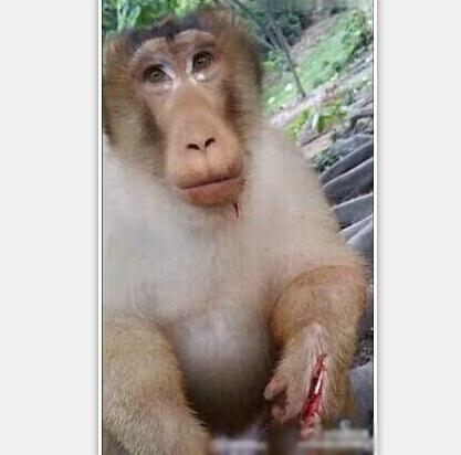 经典哥：我看到了它的眼泪！2015.08.28