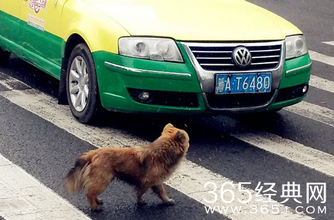 撞狗逃离算肇事逃逸 让人显得莫名惊诧