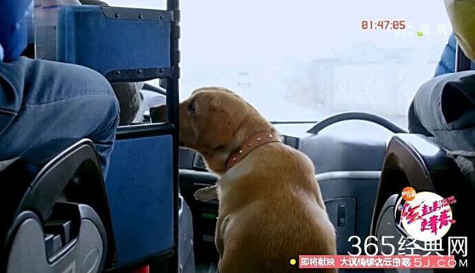 神犬小七第37集剧情介绍