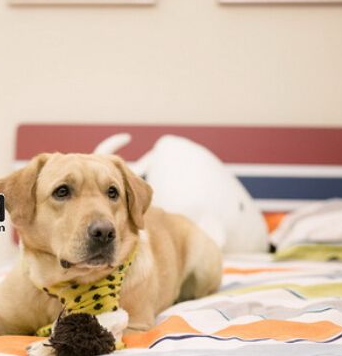 《神犬小七》艾亮真的死了吗？神犬小七艾亮死是哪一集？