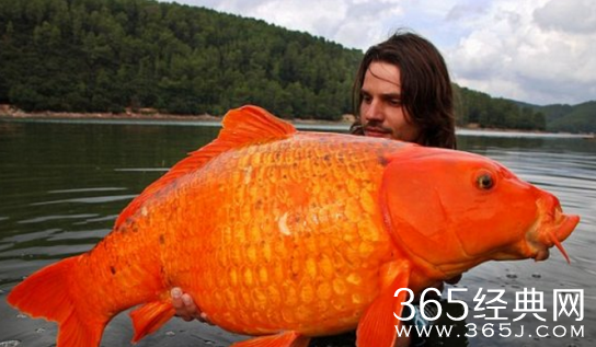 盘点世界上最大的动物