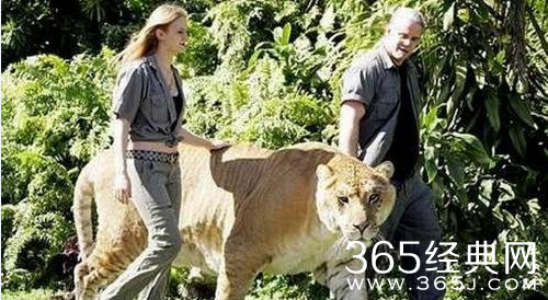 盘点世界上最大的动物