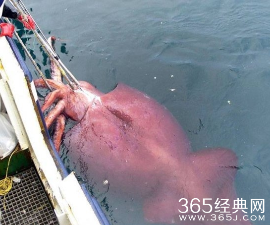 盘点世界上最大的动物