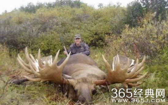 盘点世界上最大的动物