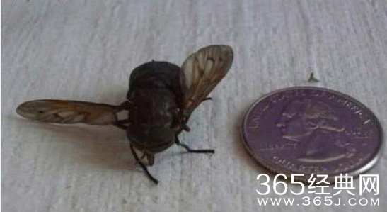 盘点世界上最大的动物