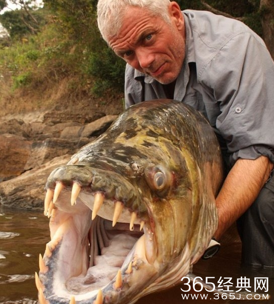 盘点世界上最大的动物