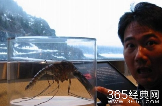 盘点世界上最大的动物