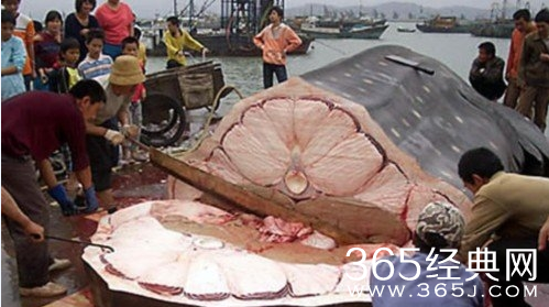 盘点世界上最大的动物