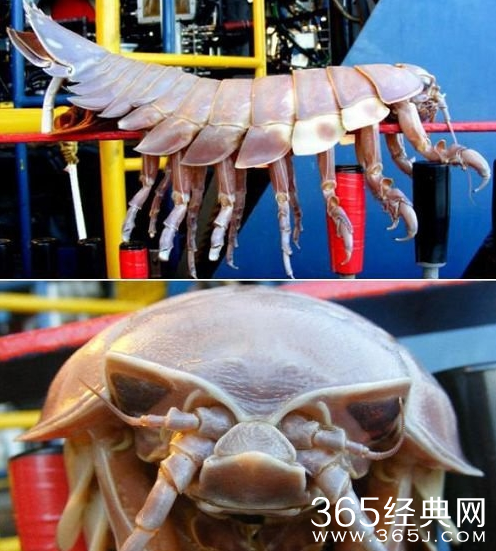 盘点世界上最大的动物