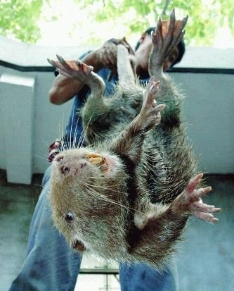 盘点世界上最大的动物