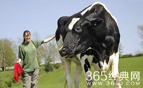 盘点世界上最大的动物