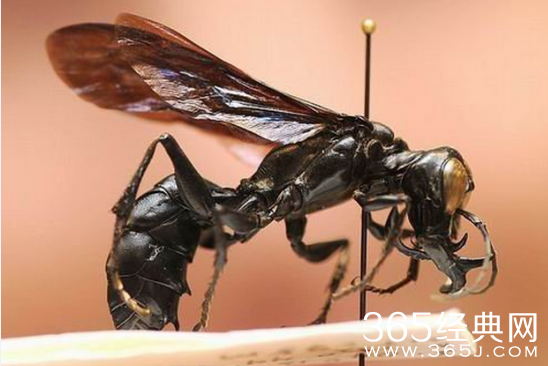 盘点世界上最大的动物