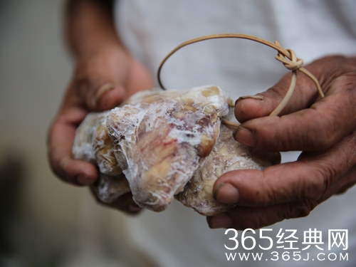 狗宝是什么东西有什么用