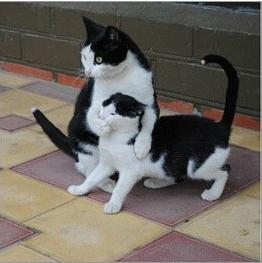 经典哥：结婚先分一半财产哼！2015.09.01