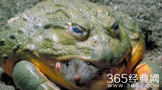 盘点世界上最大的动物