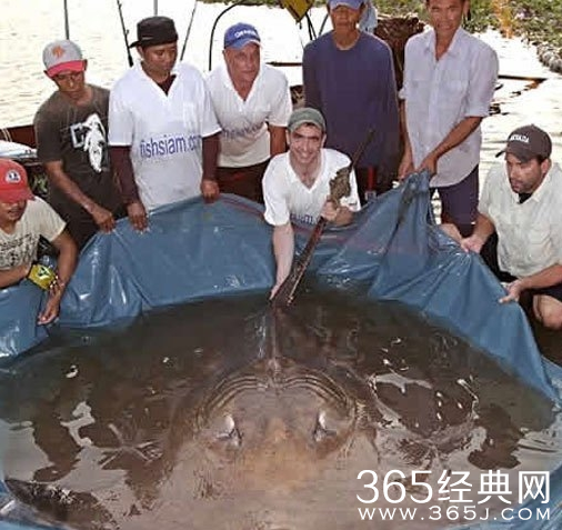 盘点世界上最大的动物