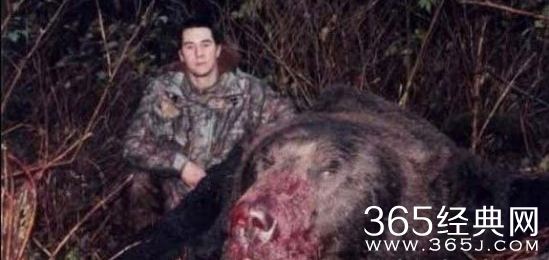 盘点世界上最大的动物