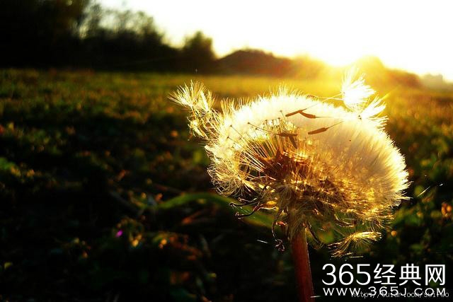 爱是一种能力,恨是一种无能