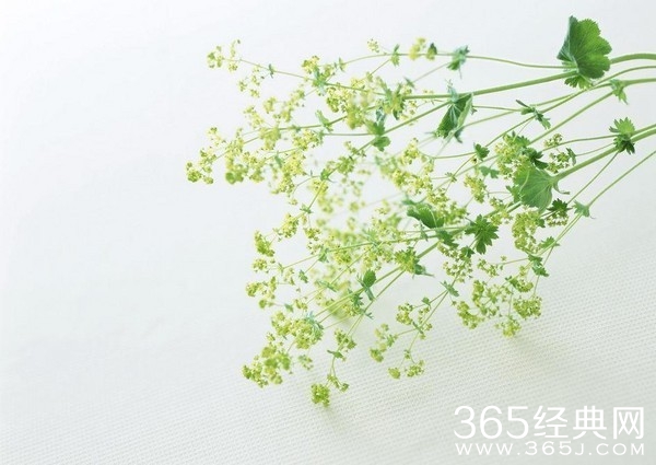 温润如玉,娴雅似簪