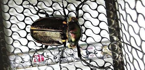 放生价值十万甲虫 非常罕见曾一度被传灭绝了