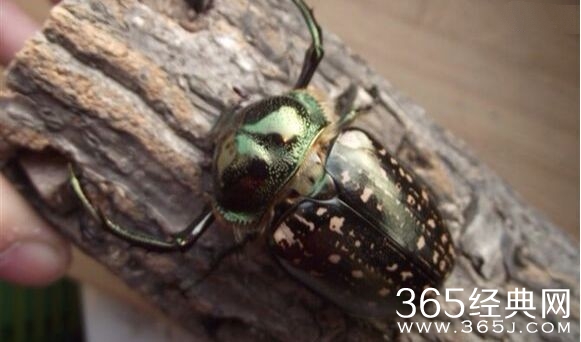 放生价值十万甲虫 非常罕见曾一度被传灭绝了