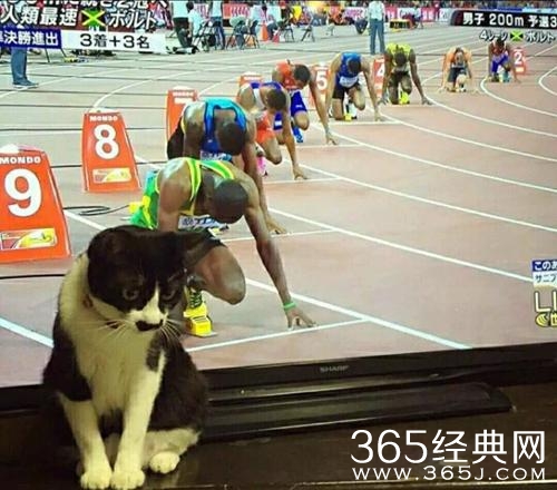 经典哥：中国女排重返世界之巅！2015.09.07