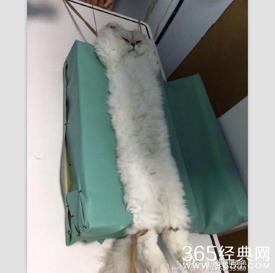 经典哥：这年头论最佳社会演员是谁？2015.09.11