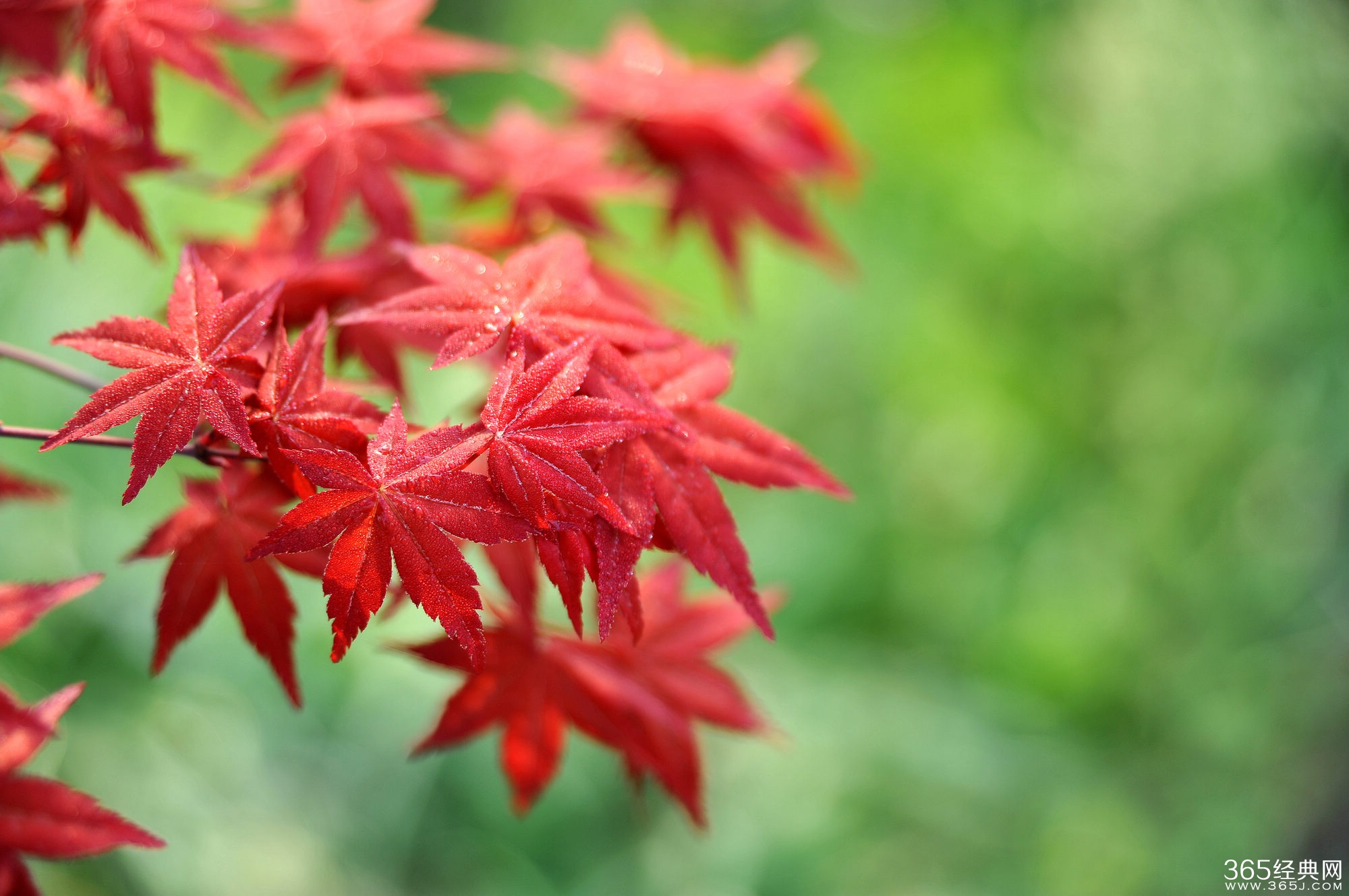 树为谁坚守,倾一世芳华