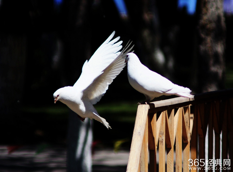 在这收割的午后,美丽的白兰鸽在你头上飞临