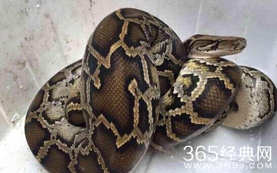 天花板突破裂坠落巨蟒探头与人对峙吓坏屋主