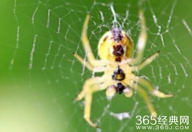 蜘蛛在耳道结网 女子耳内夹出大蜘蛛令人吓尿