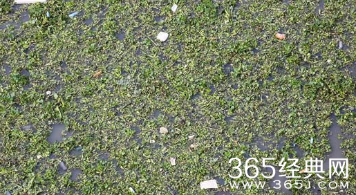 苏州河大量水葫芦 破坏河道生态环境