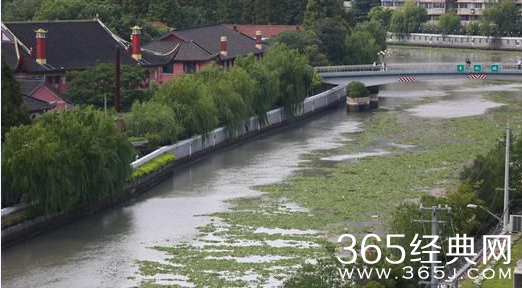 苏州河大量水葫芦 破坏河道生态环境