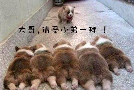 新闻哥：女的脱下内衣内裤！2015.10.12