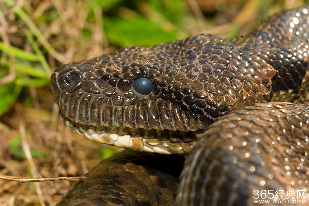 缅甸蟒被砍头用水煮视频观看 网友：残忍惊悚